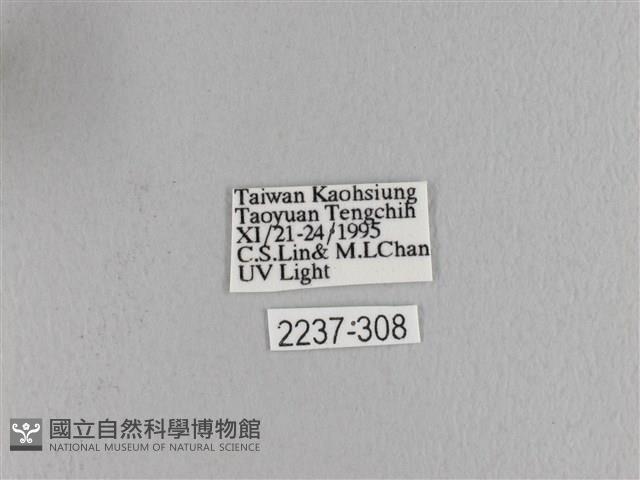 波紋枯葉蛾藏品圖，第3張