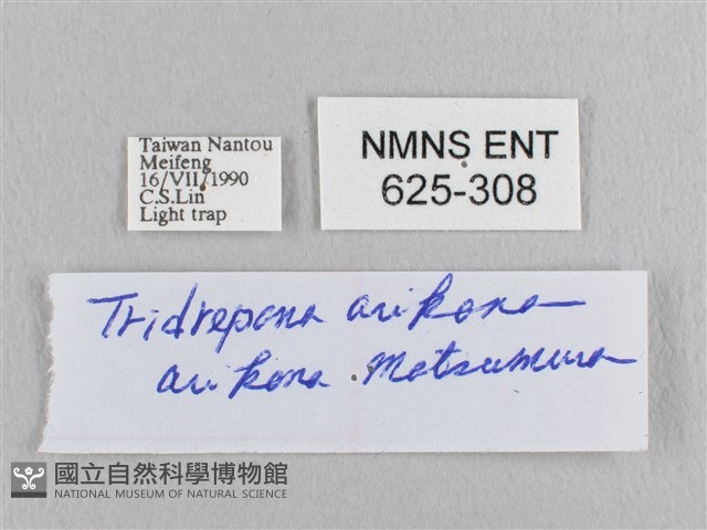 彎黑黃鉤蛾藏品圖，第3張