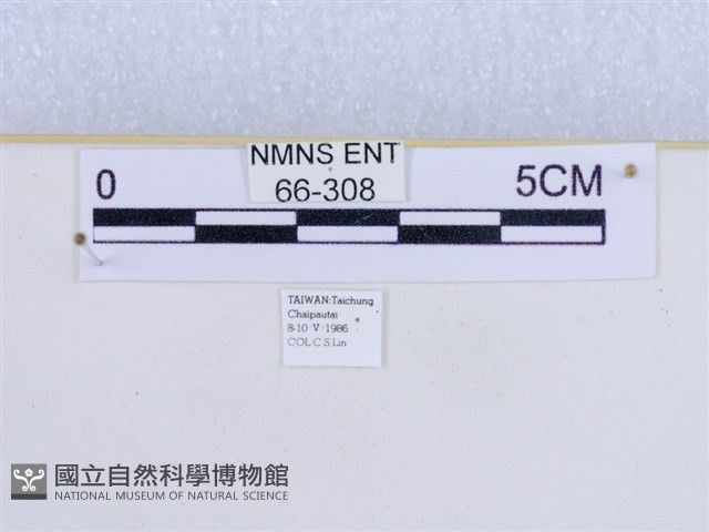 巨網燈蛾藏品圖，第3張