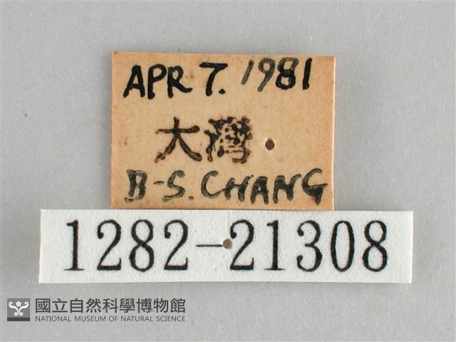 臺灣黛眼蝶藏品圖，第3張