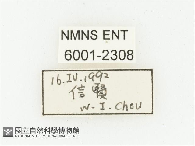 血紅虎斑花金龜藏品圖，第2張