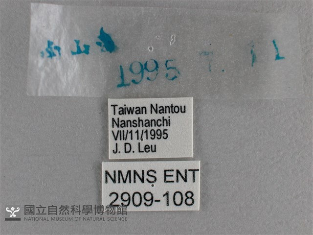 小雙尾蛺蝶藏品圖，第3張