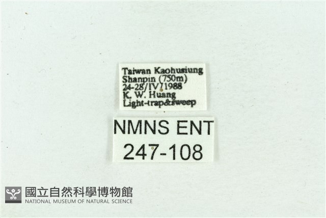 菊池污燈蛾藏品圖，第3張