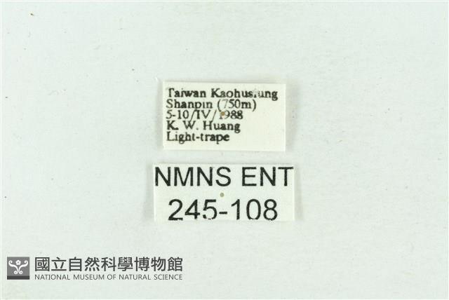 菊池污燈蛾藏品圖，第3張