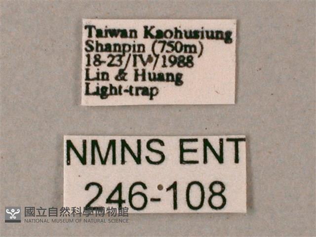 斜線天蛾藏品圖，第3張