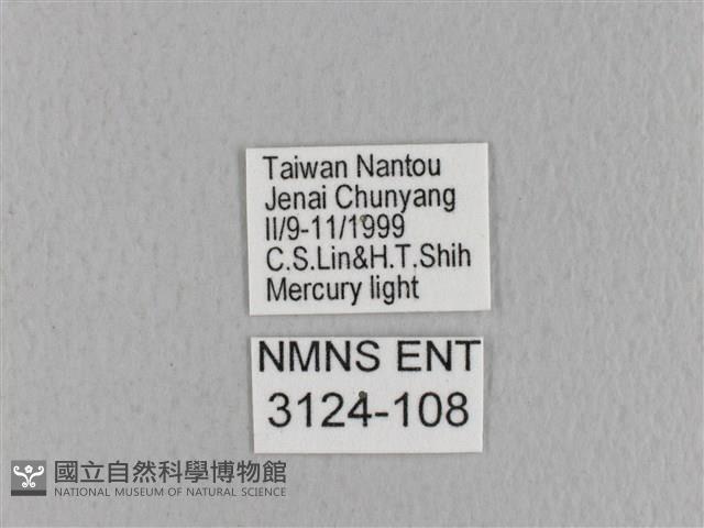 青枯葉蛾藏品圖，第3張