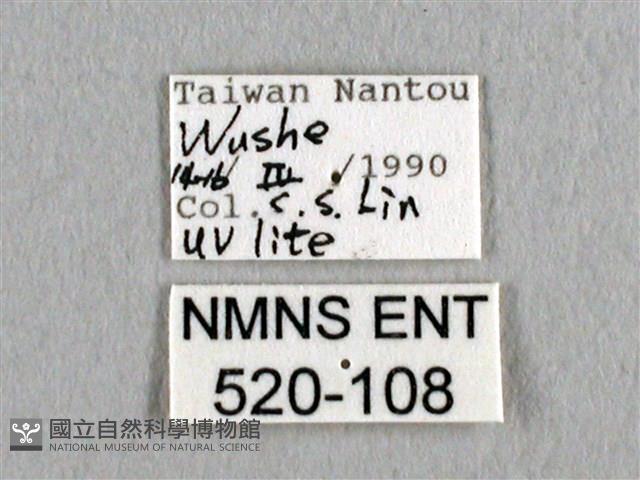 長尾水青蛾藏品圖，第3張