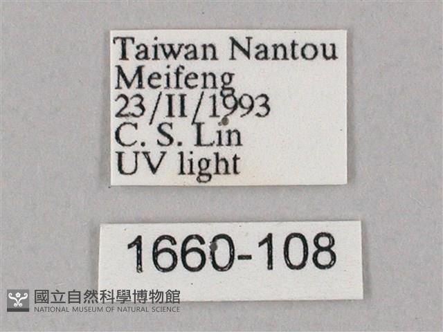 井上氏絨毛天蛾藏品圖，第3張