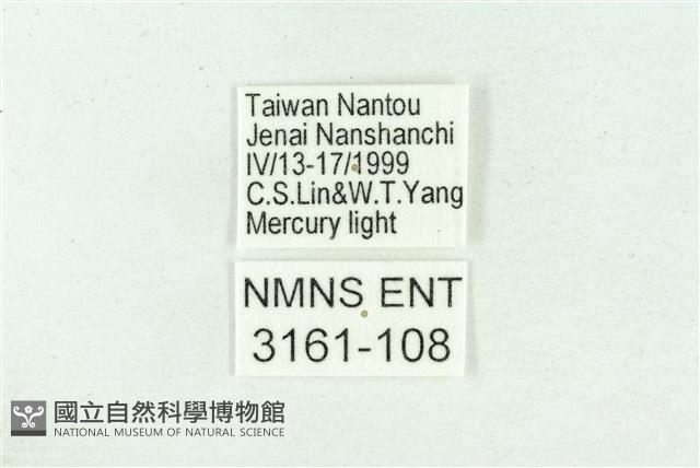 菊池污燈蛾藏品圖，第3張