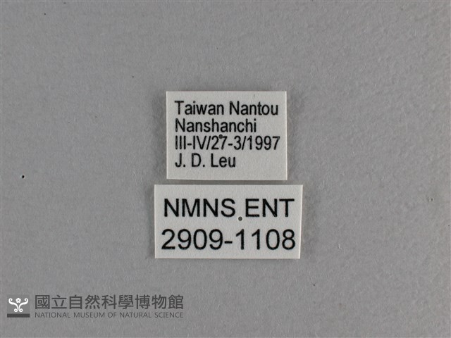 小雙尾蛺蝶藏品圖，第3張