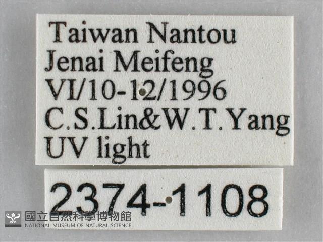 雙峰霜尺蛾藏品圖，第3張