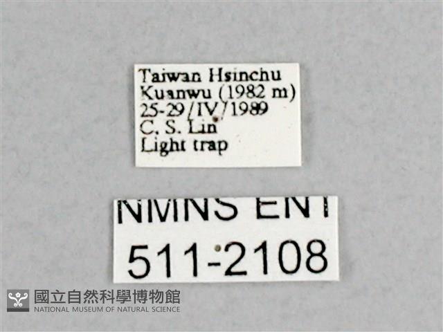 枯球籮紋蛾藏品圖，第3張