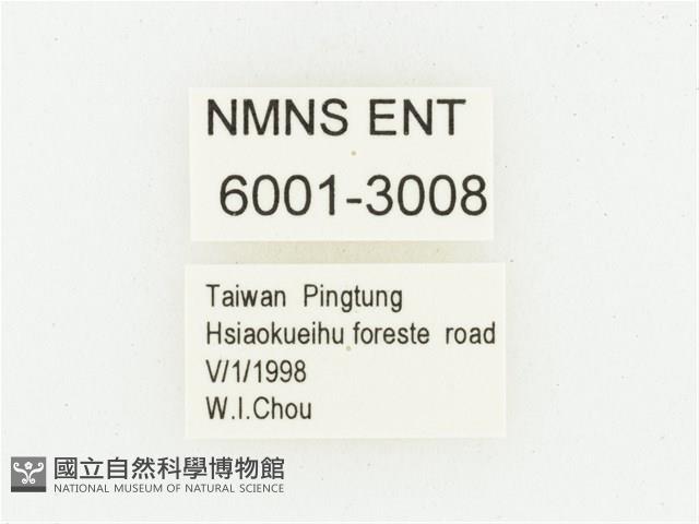 黑虎斑花金龜藏品圖，第2張