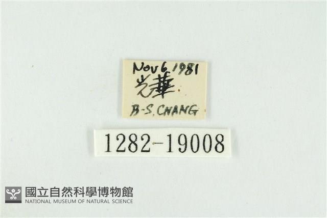 黑翅黃毒蛾藏品圖，第3張