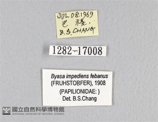 長尾麝鳳蝶藏品圖，第3張