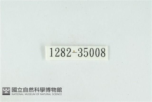 拉拉山鑽灰蝶藏品圖，第3張