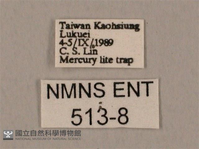 裂斑鷹翅天蛾藏品圖，第3張