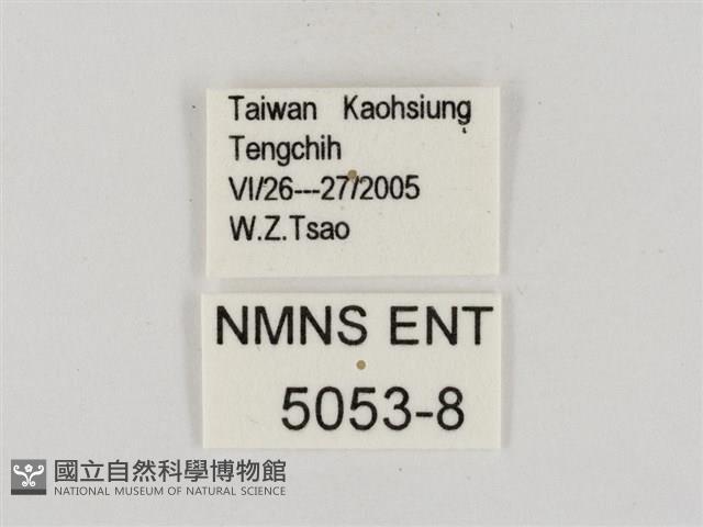 碎紋孔弄蝶藏品圖，第3張