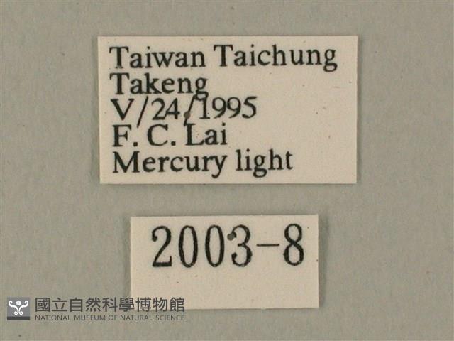 白點天蛾 藏品圖，第3張