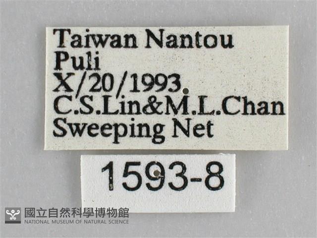 遷粉蝶、淡黃蝶藏品圖，第3張