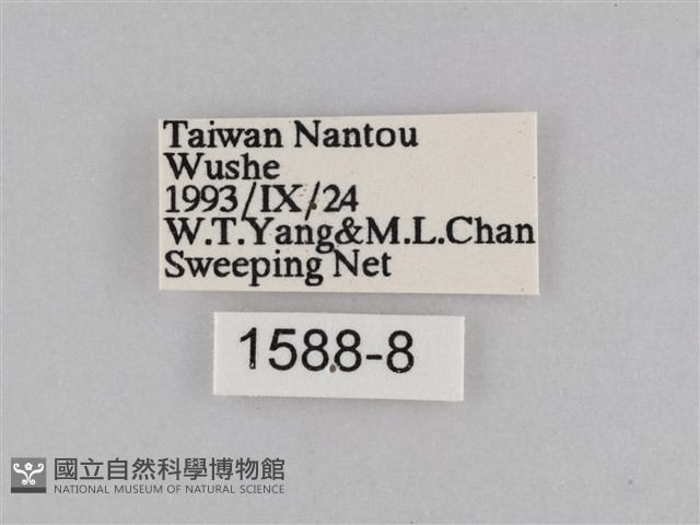 密紋波眼蝶藏品圖，第3張