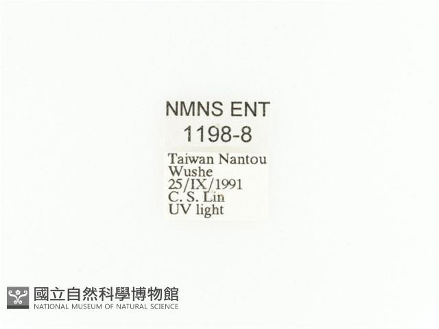 臺灣扇角金龜藏品圖，第2張