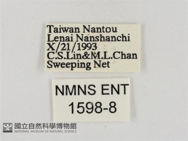 淡褐脈粉蝶藏品圖，第3張