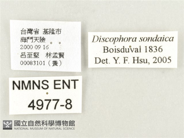 方環蝶藏品圖，第3張