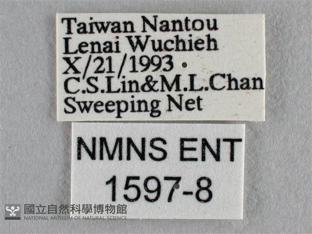 波灰蝶藏品圖，第3張