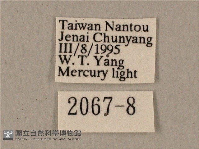 全緣缺角天蛾藏品圖，第3張