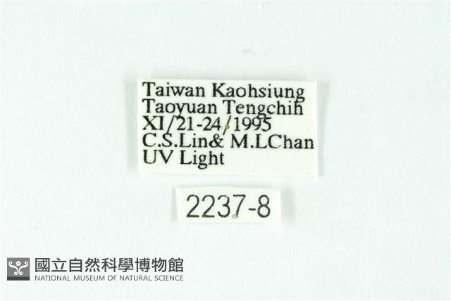 三條橙燈蛾藏品圖，第3張