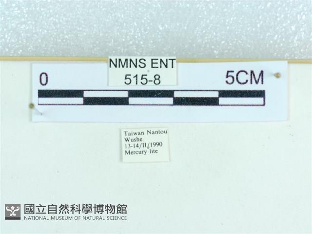 粉蝶燈蛾藏品圖，第3張