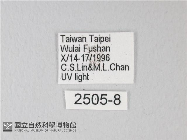 臺灣卵翅蛾藏品圖，第3張