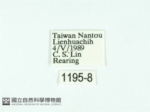 黃肩奇蛾藏品圖，第3張