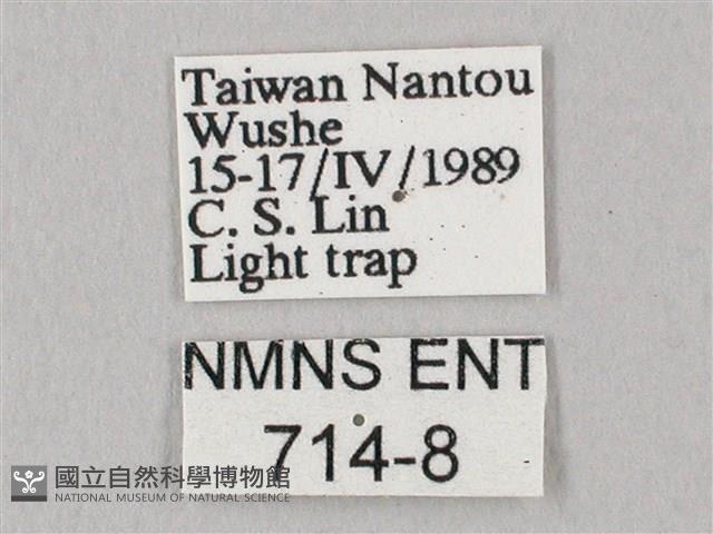 白點天蛾 藏品圖，第3張