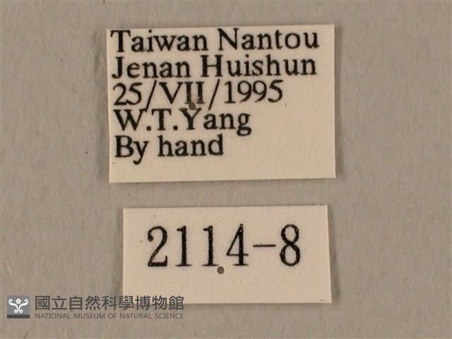 蝦殼天蛾藏品圖，第3張