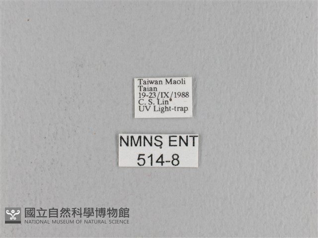 松大毛蟲藏品圖，第3張