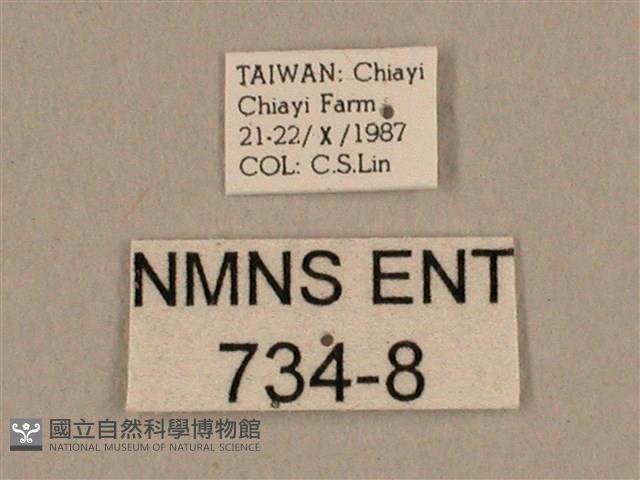 背線天蛾藏品圖，第3張