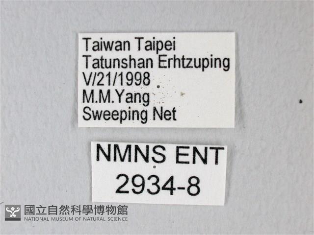 細邊琉灰蝶藏品圖，第3張