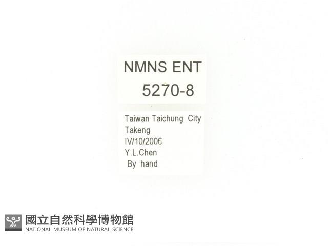 臺灣角金龜藏品圖，第2張