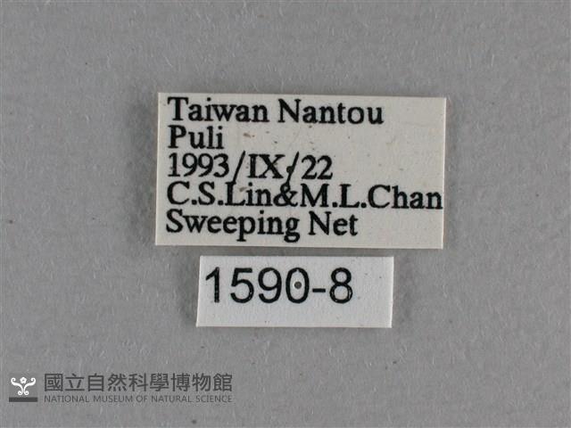 圓翅絨弄蝶藏品圖，第3張