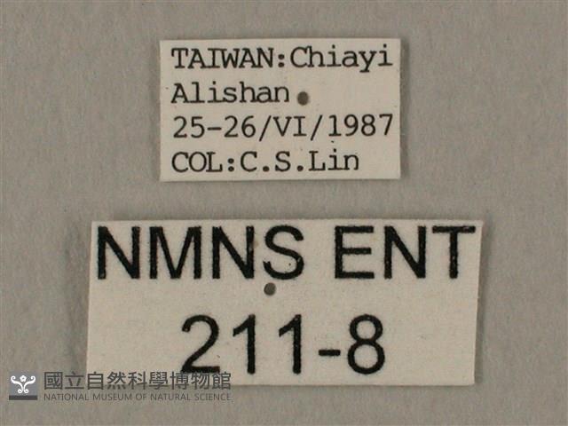 斜線天蛾藏品圖，第3張