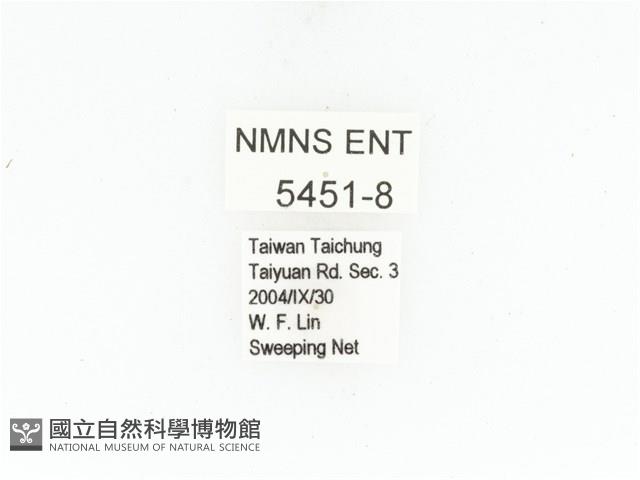 東方白點花金龜藏品圖，第2張