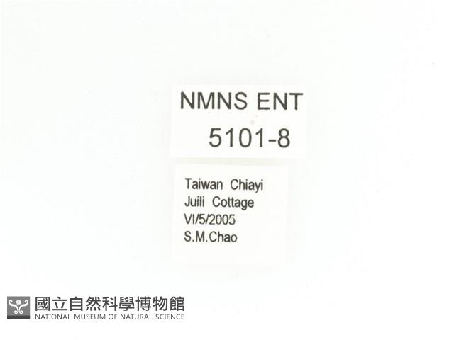 細腳騷金龜藏品圖，第2張