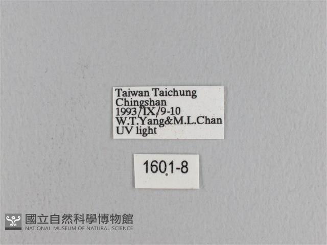 松大毛蟲藏品圖，第3張