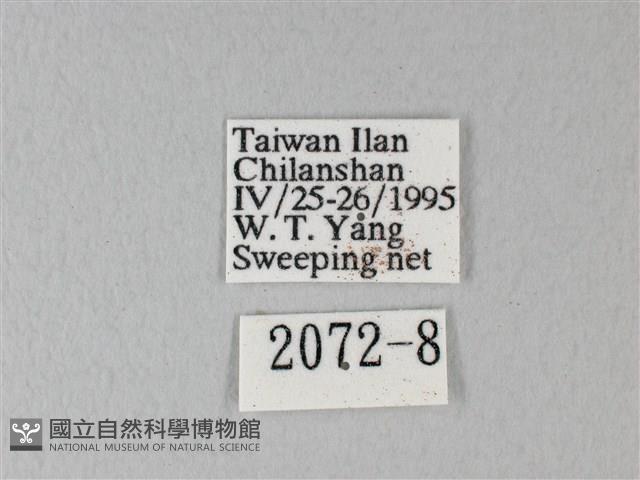 緣點白粉蝶藏品圖，第3張