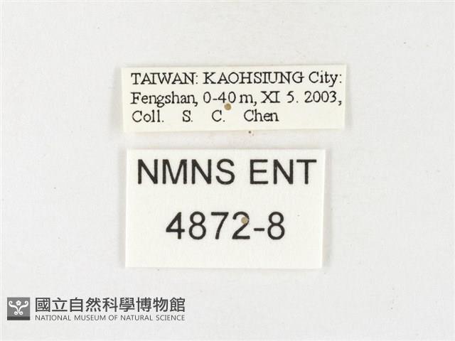 鑲邊尖粉蝶藏品圖，第3張