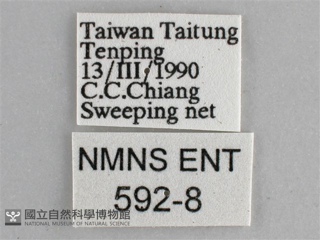 黯眼蛺蝶藏品圖，第3張