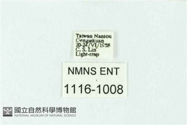 三條橙燈蛾藏品圖，第3張