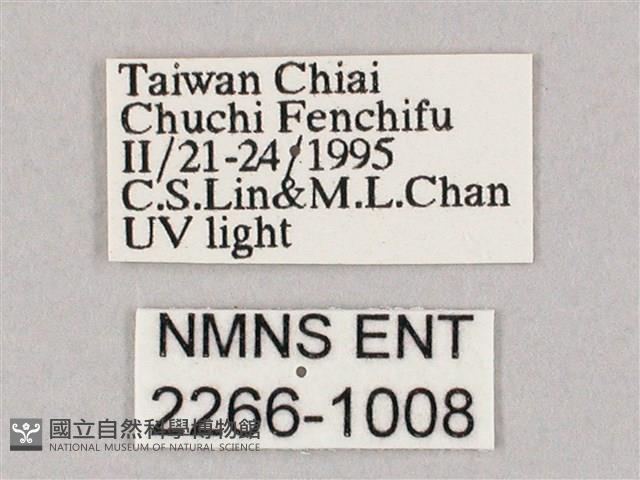 井上氏絨毛天蛾藏品圖，第3張